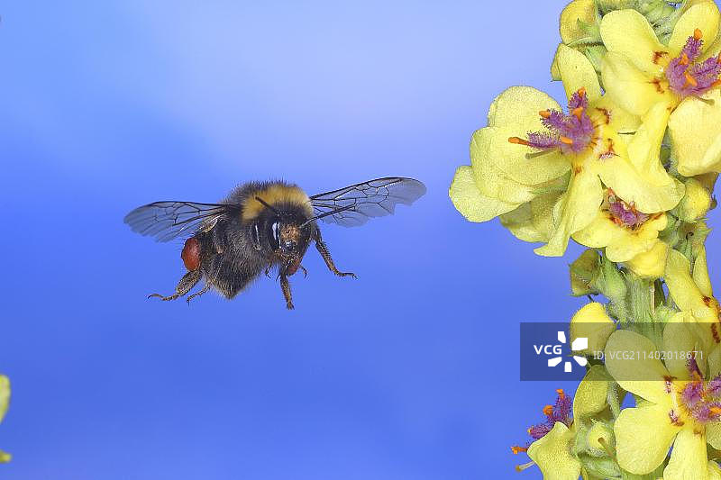 飞行中的暗色熊蜂(Bombus terrestris),高速自然摄影,飞向深色毛蕊花,德国北莱茵-威斯特法伦图片素材