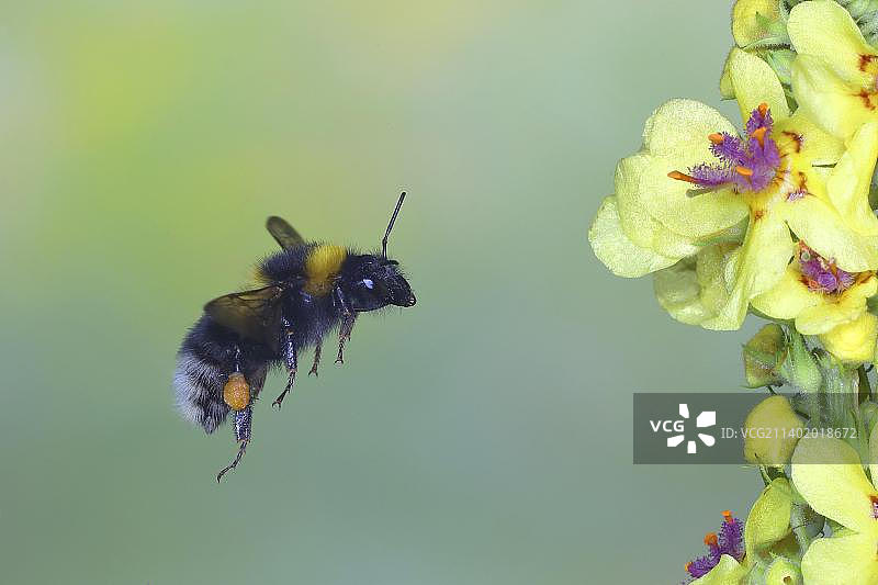 花园熊蜂飞行采蜜高速摄影（德国北莱茵-威斯特法伦）图片素材