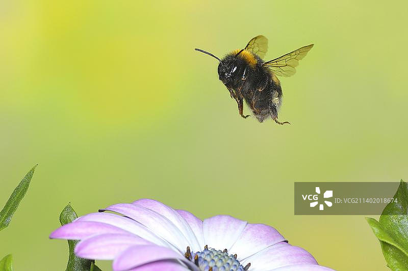 飞行中的熊蜂高速摄影照片图片素材