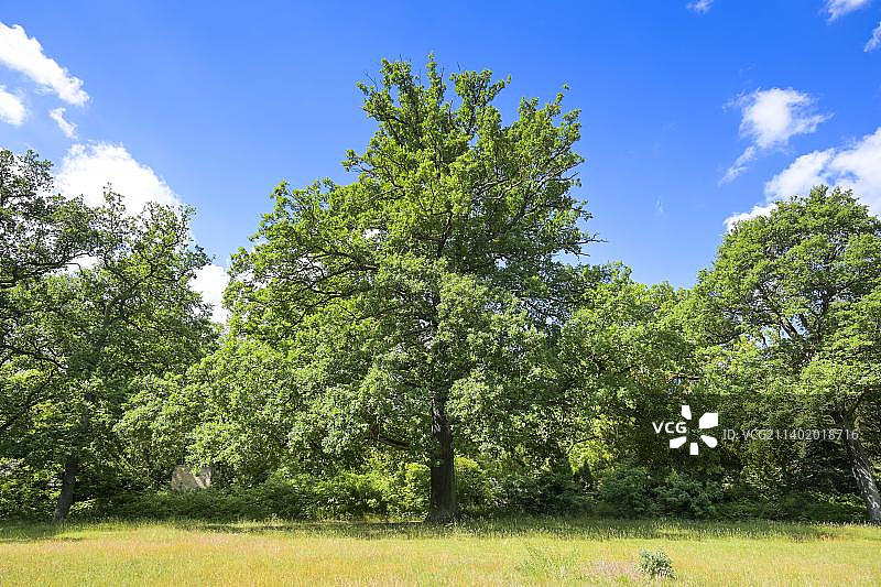欧洲德国勃兰登堡州波茨坦的橡树图片素材