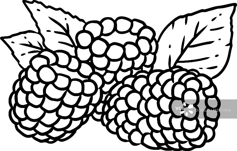 黑莓植物线条艺术图标图片素材