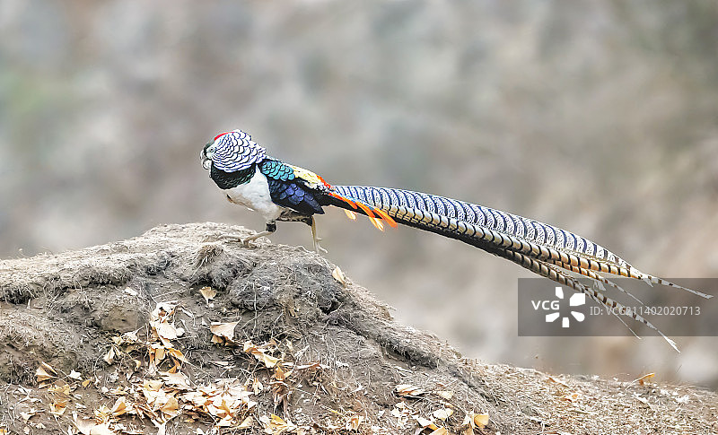 白腹锦鸡图片素材