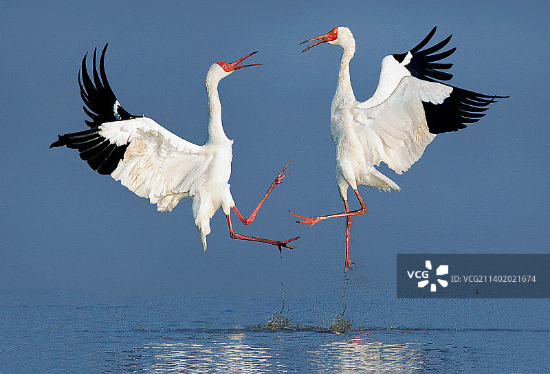 舞  @白鹤   新加坡国际摄影大赛APU丝带奖图片素材