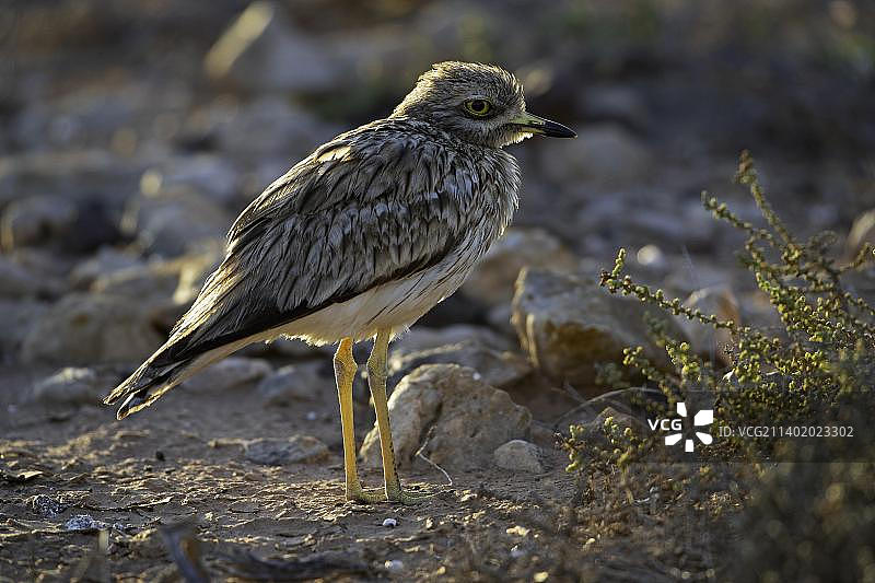 石鸻，富埃特文图拉岛，西班牙图片素材