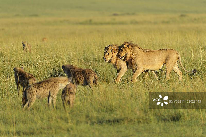非洲狮和斑鬣狗，位于肯尼亚马赛马拉国家保护区图片素材
