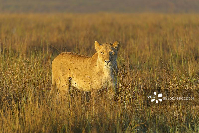 非洲狮（Panthera Leo），清晨的母狮，马赛马拉国家保护区，肯尼亚，非洲图片素材