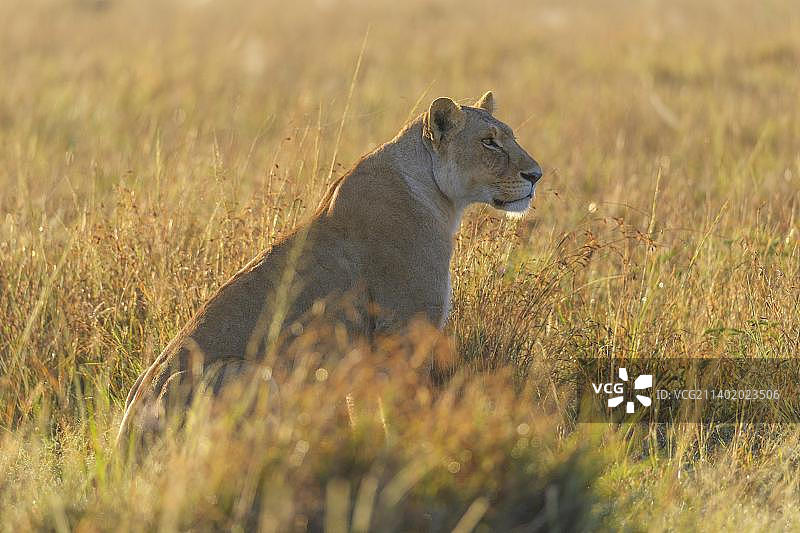 非洲狮（Panthera Leo），清晨的母狮，马赛马拉国家保护区，肯尼亚，非洲图片素材
