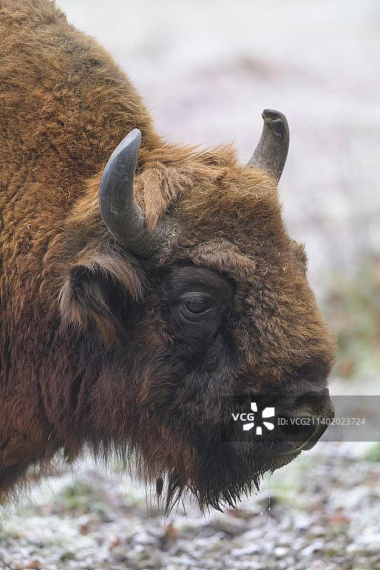 欧洲野牛冬季肖像（圈养）图片素材