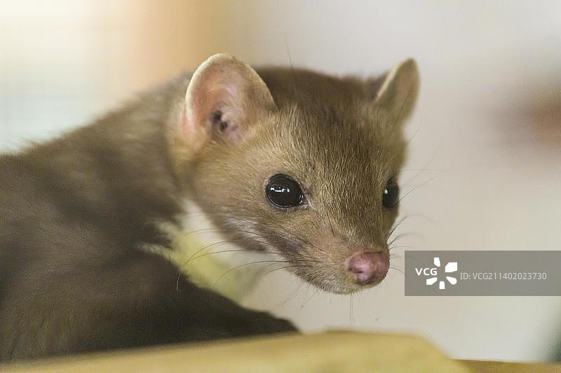 欧洲石貂肖像图片素材