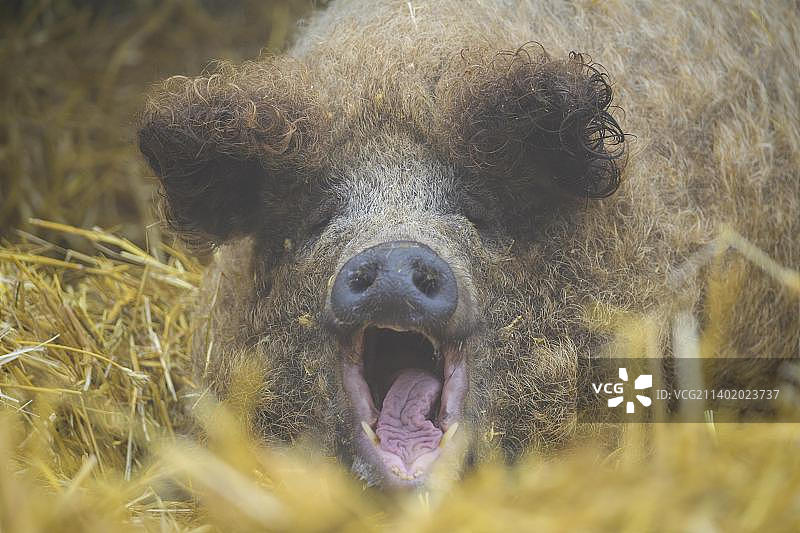 曼加利察猪图片素材