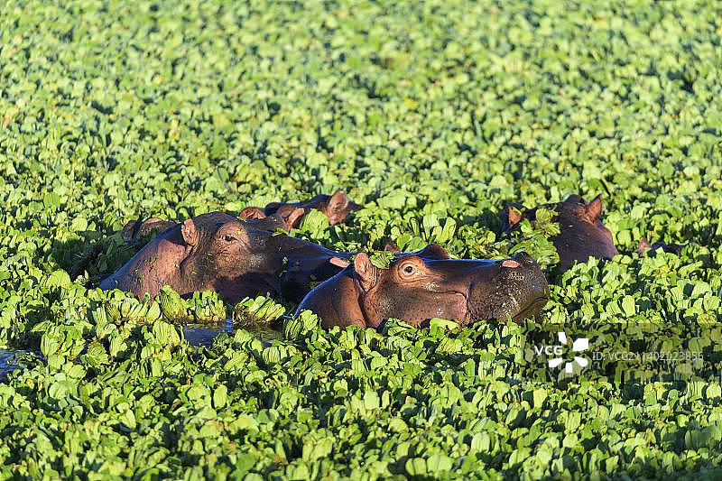 马赛马拉国家保护区水塘中的河马群图片素材