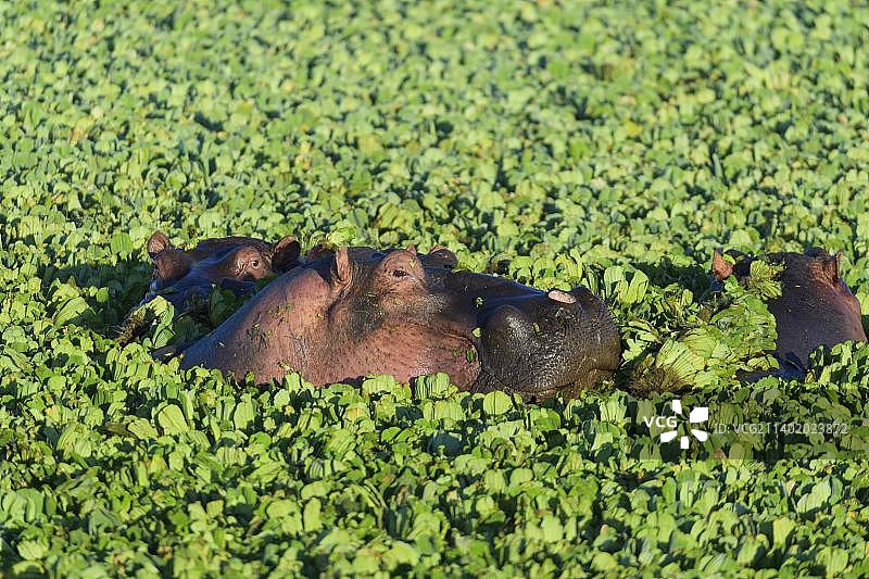 马赛马拉国家保护区水塘中的河马群图片素材
