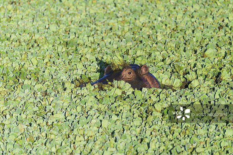 肯尼亚马赛马拉国家保护区，满是水莴苣池塘里的河马图片素材
