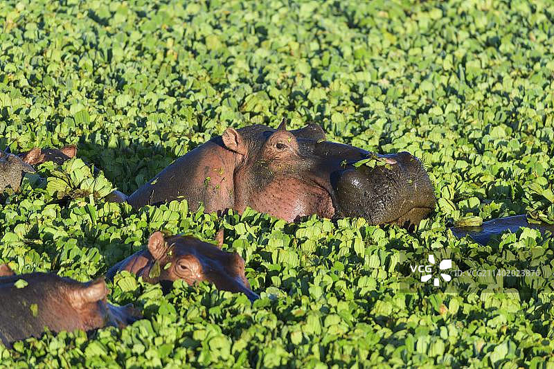 肯尼亚马赛马拉国家保护区，满是水莴苣池塘里的河马图片素材