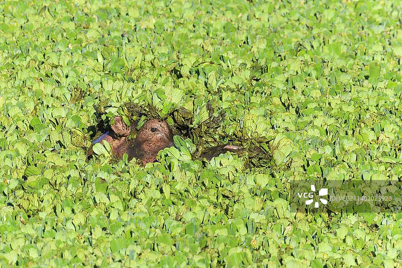 肯尼亚马赛马拉国家保护区，满是水莴苣池塘里的河马图片素材