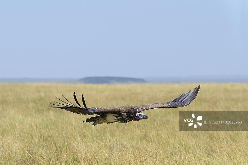 非洲肯尼亚马赛马拉国家保护区飞翔的秃鹫图片素材