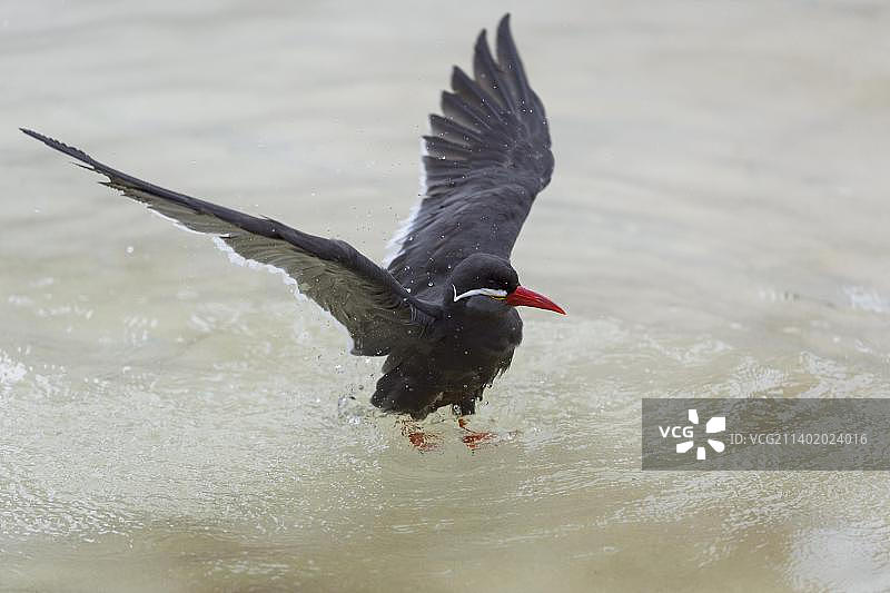 飞行中的印加燕鸥（圈养）图片素材