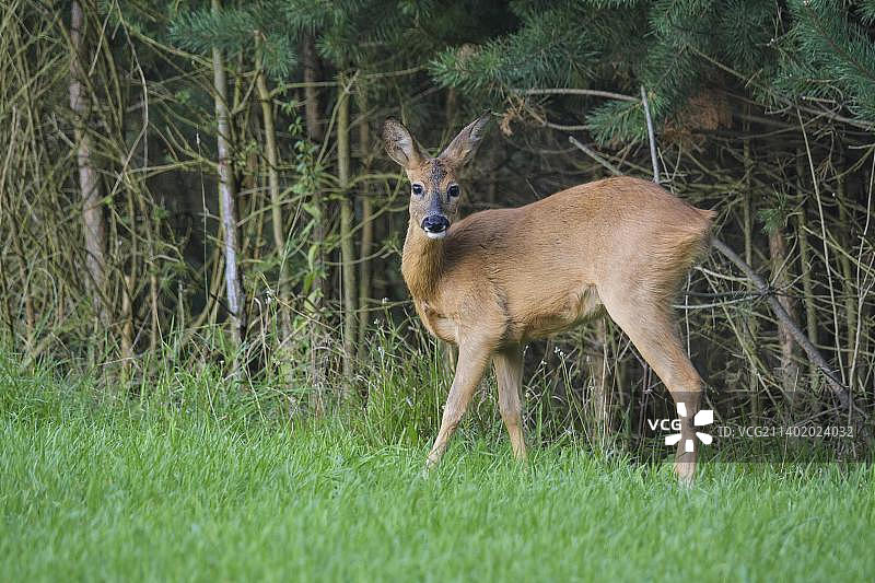 欧洲狍，森林边缘的雌性，德国黑森州图片素材