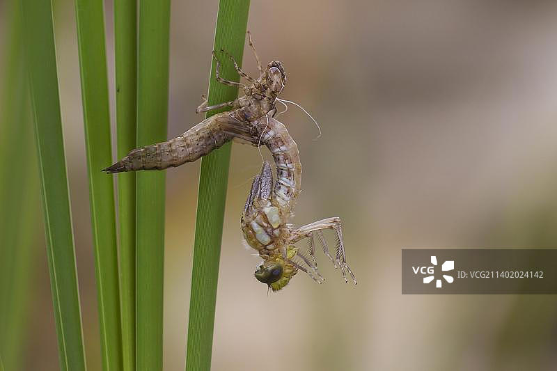 南大蜻蜓羽化蜕壳，德国图林根图片素材