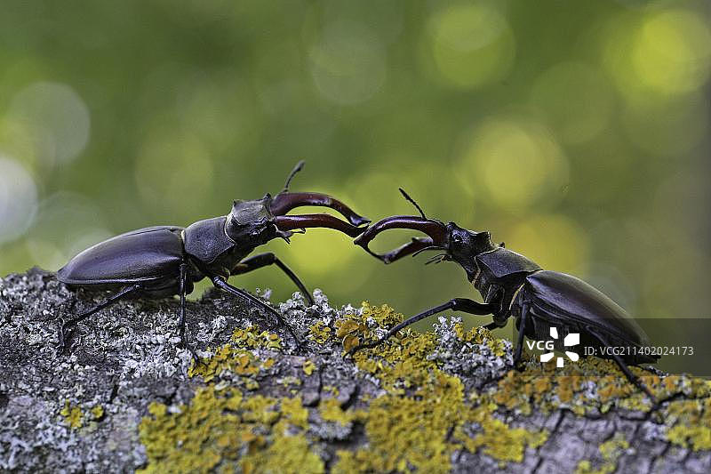 锹形甲(Lucanus cervus),两只雄性用鹿角状的放大下颚进行评论战斗,是欧洲最大和最显眼的甲虫,图林根,德国,欧洲图片素材
