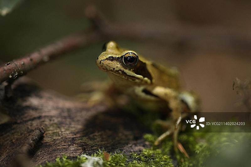 森林里的普通青蛙肖像图片素材