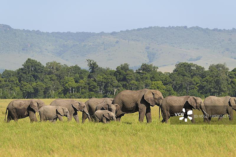 肯尼亚马赛马拉国家保护区的非洲象群图片素材