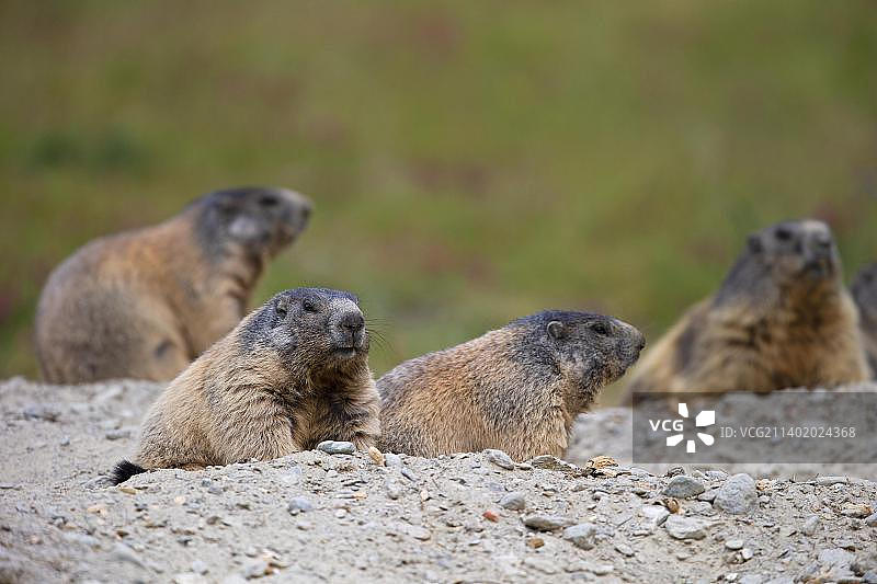 高山旱獭（Marmota marmota），瑞士瓦莱州，欧洲图片素材