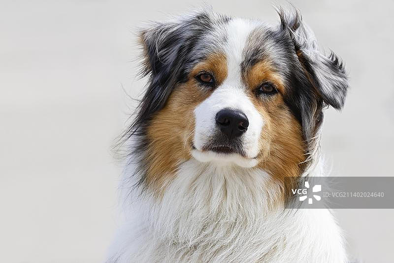 德国澳大利亚牧羊犬动物肖像图片素材