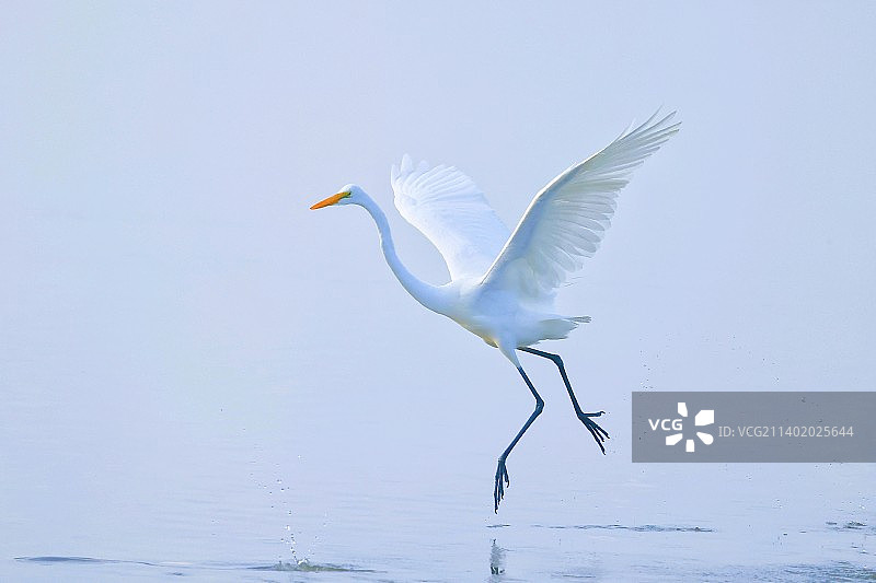 白鹭的舞蹈图片素材