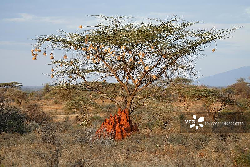 桑布鲁的伞形金合欢树和白蚁穴图片素材