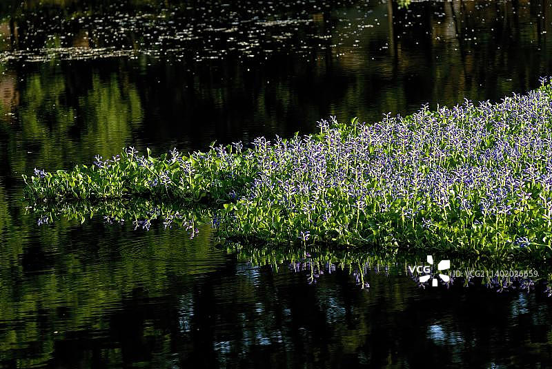 凤眼莲，一种水生植物，位于印度泰米尔纳德邦贡伯戈讷姆图片素材