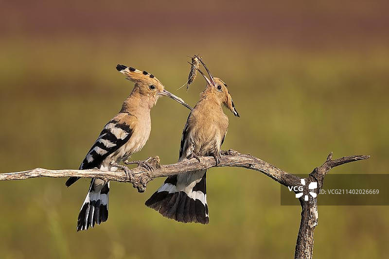 戴胜鸟夫妇交配喂食图片素材