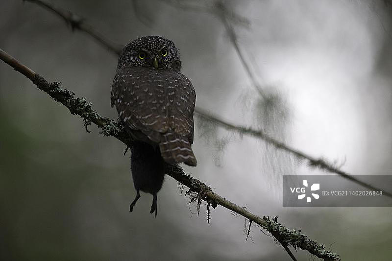 小鸮捕获老鼠，芬兰北波赫扬马区，欧洲图片素材