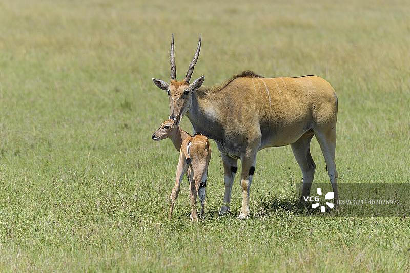 大羚羊和幼崽，马赛马拉国家保护区，肯尼亚，非洲图片素材