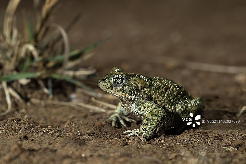 图林根的芦苇蟾蜍迁徙图片素材