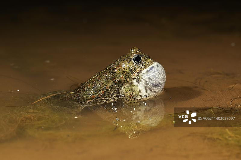 鼓腹呼叫的雄性欧洲绿蟾求偶展示，德国图林根图片素材
