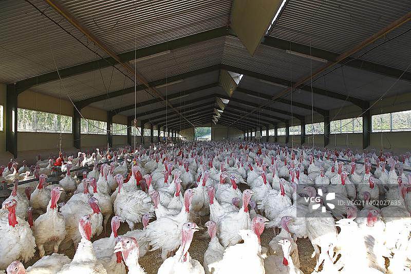 家禽养殖 - 火鸡图片素材