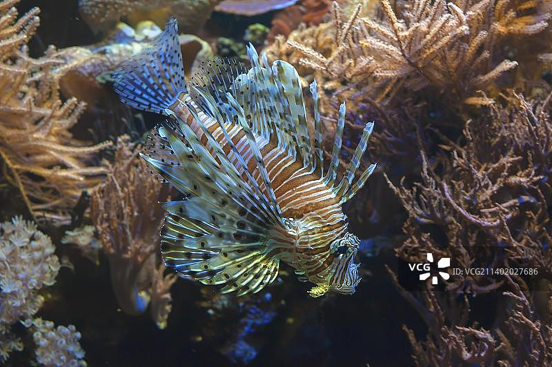 水族馆中的红色狮子鱼，德国巴伐利亚州纽伦堡图片素材