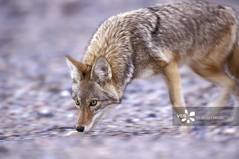 死亡谷国家公园内追踪猎物的郊狼图片素材