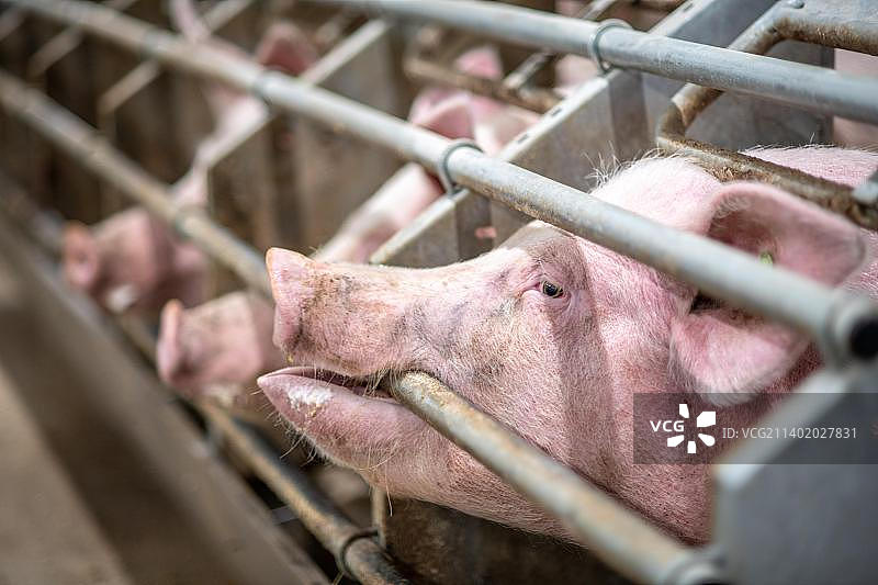 猪舍里的猪（家猪）图片素材