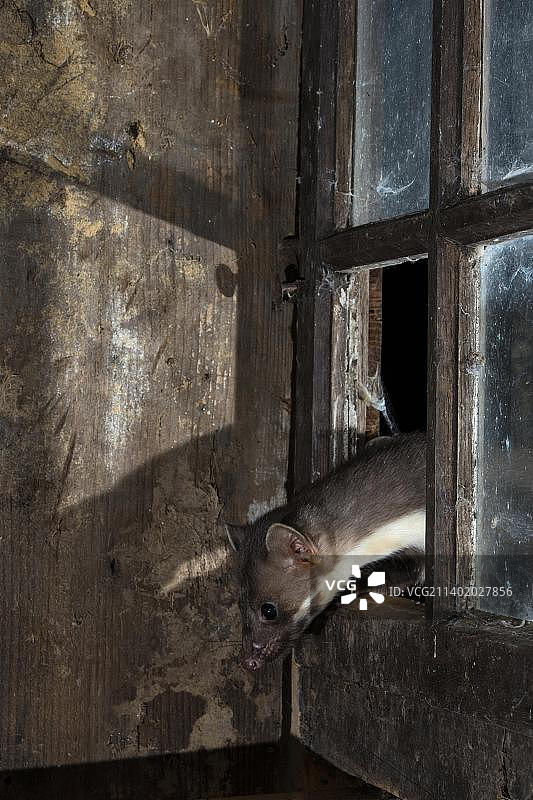 欧洲德国莱茵兰-普法尔茨埃菲尔地区的欧洲石貂图片素材