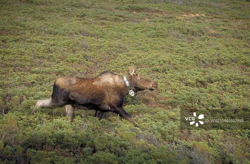 佩戴无线电项圈的驼鹿图片素材