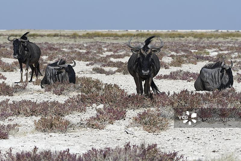 在纳米比亚埃托沙国家公园盐沼地上休息的蓝角马群，非洲图片素材