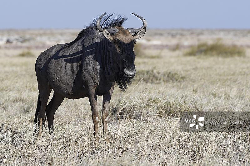 成年蓝色角马站立在干燥的草原上，位于纳米比亚埃托沙国家公园图片素材