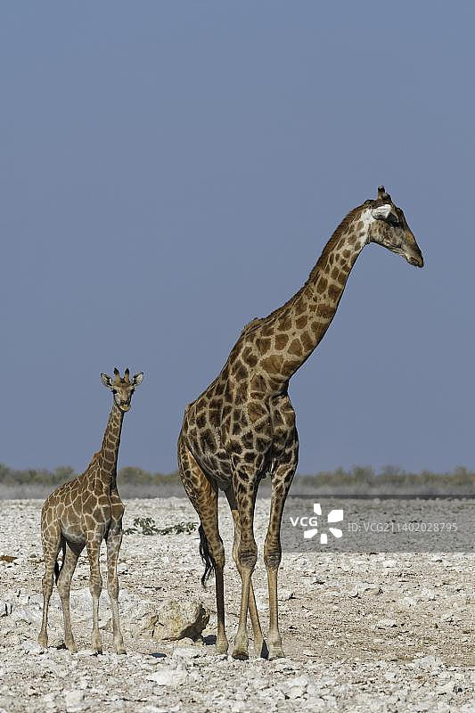 在非洲纳米比亚埃托沙国家公园水坑旁的成年雄性和幼年安哥拉长颈鹿图片素材
