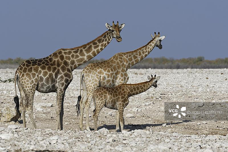 埃托沙国家公园水塘边的安哥拉长颈鹿图片素材