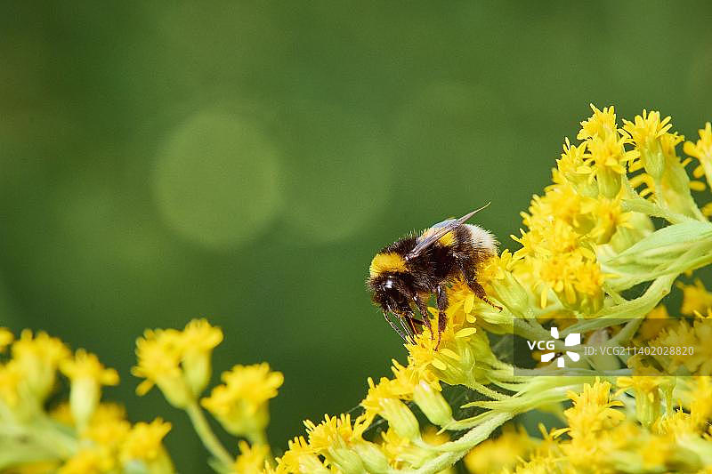 奥地利施蒂利亚，花园熊蜂从黄色的金鸡菊上采集花蜜图片素材