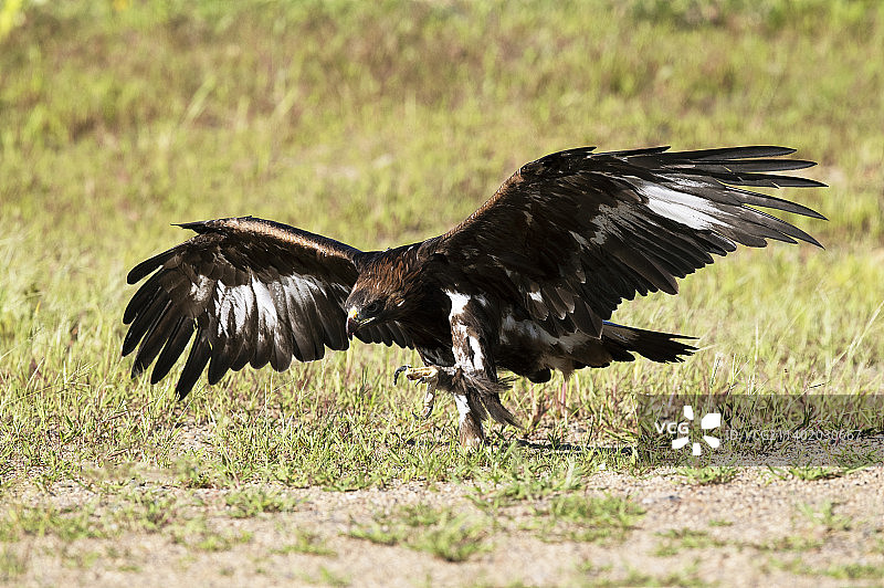 BG2I9428 拷贝图片素材