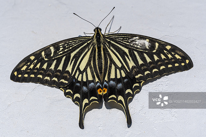 花朵上的凤尾蝶图片素材