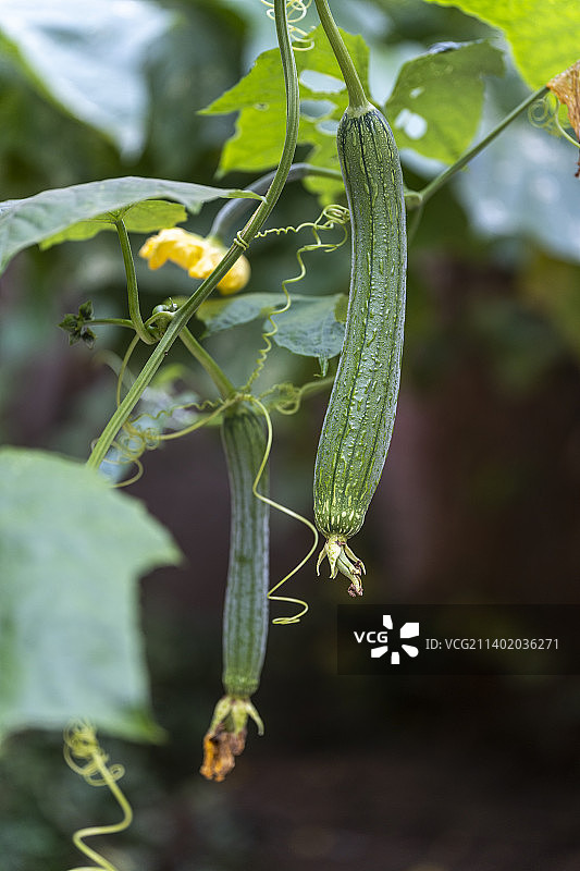 食用丝瓜图片素材